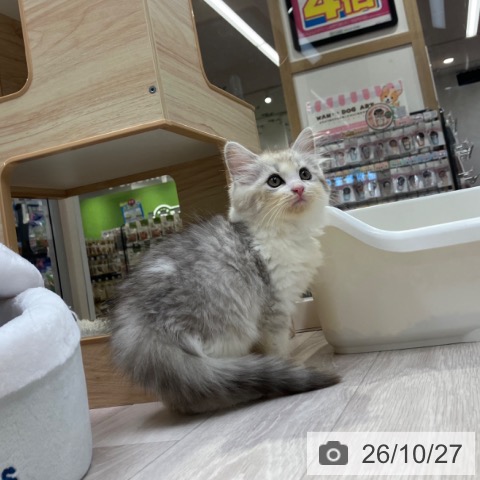 サイベリアンの写真