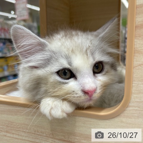 サイベリアンの写真