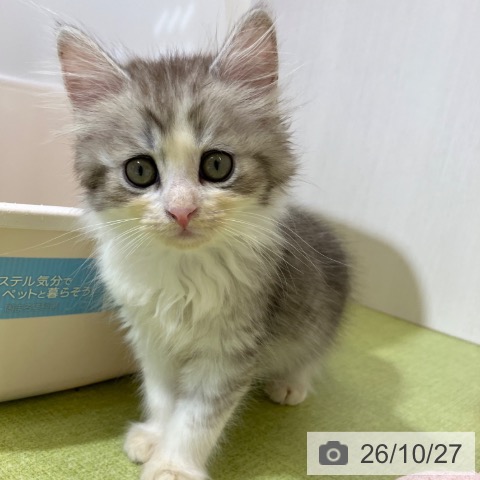 サイベリアンの写真