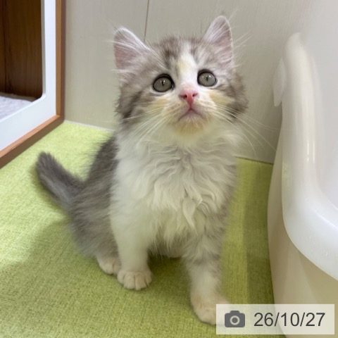 サイベリアンの写真