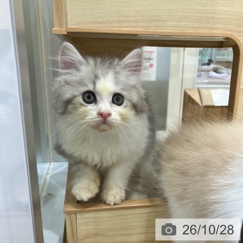 サイベリアンの写真