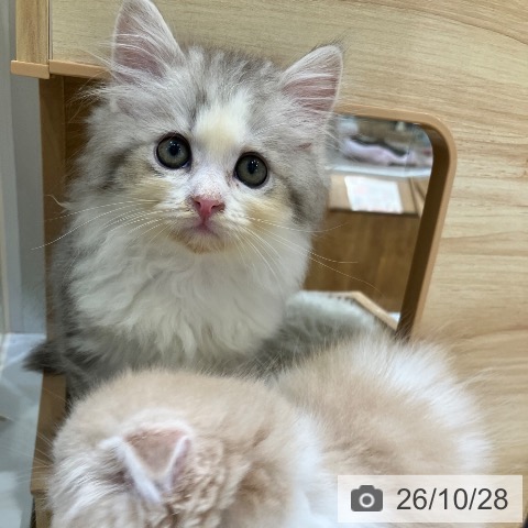 サイベリアンの写真