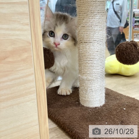 サイベリアンの写真