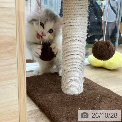 サイベリアンの写真