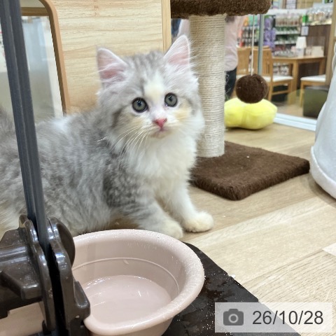 サイベリアンの写真