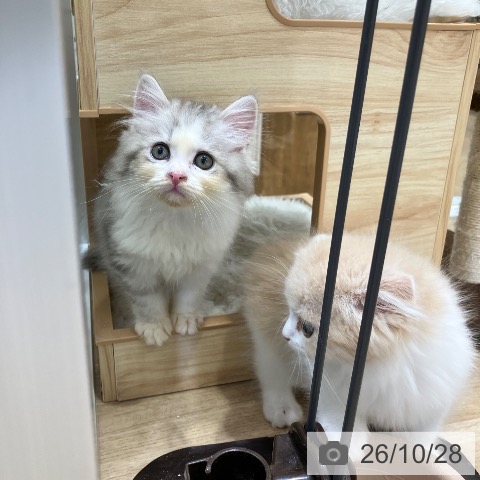サイベリアンの写真