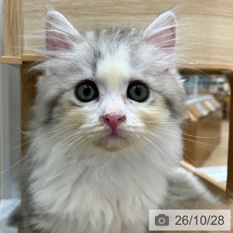 サイベリアンの写真