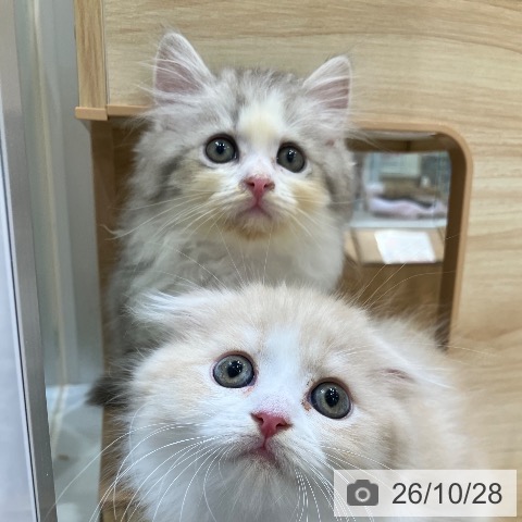 サイベリアンの写真