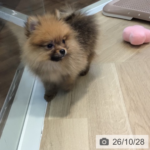 ポメラニアンの写真