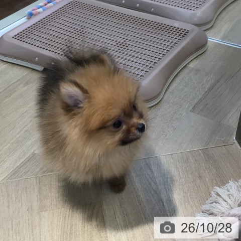 ポメラニアンの写真