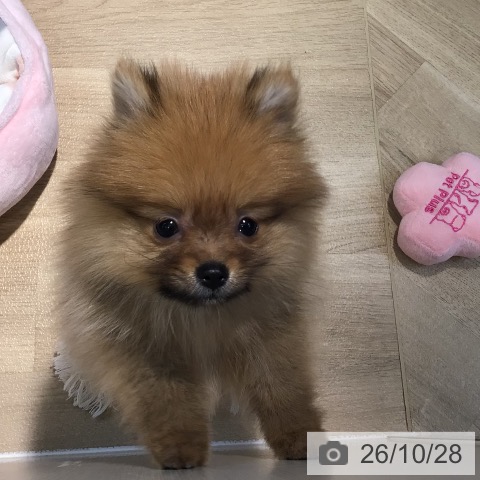 ポメラニアンの写真