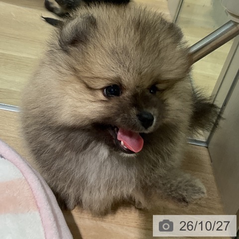 ポメラニアンの写真