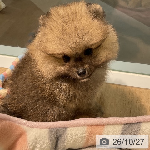 ポメラニアンの写真