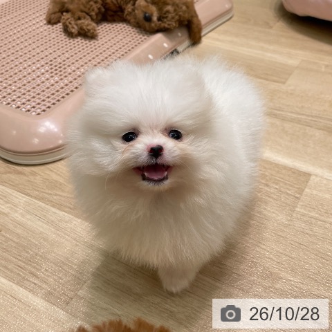 ポメラニアンの写真