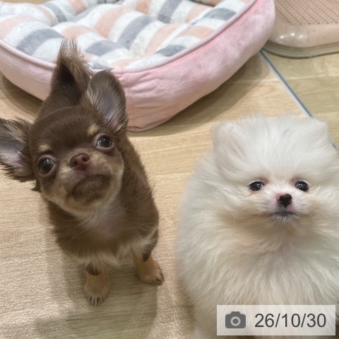 愛知県のポメラニアン (ペットプラス 則武新町店/2026年8月26日生まれ/男の子/クリーム)の子犬の4枚目の画像