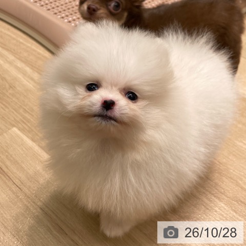 ポメラニアンの写真