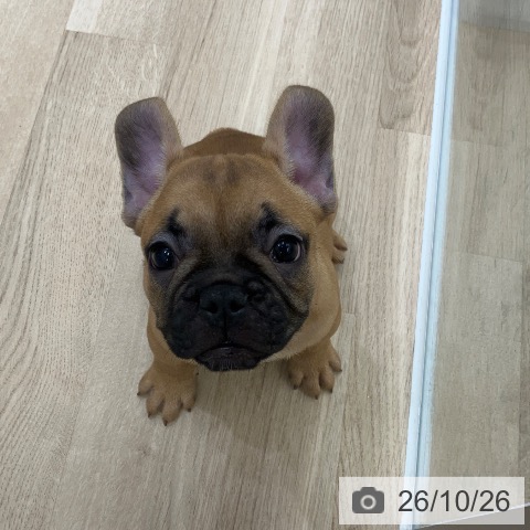 岐阜県のフレンチブルドッグ (ペットプラス 各務原店/2026年8月24日生まれ/女の子/フォーン)の子犬の4枚目の画像