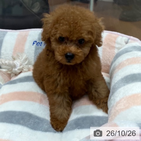 愛知県のトイプードル(トイ) (ペットプラス イオンモール長久手店/2026年8月25日生まれ/男の子/レッド)の子犬の4枚目の画像