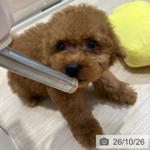 愛知県のトイプードル(トイ) (ペットプラス イオンモール長久手店/2026年8月25日生まれ/男の子/レッド)の子犬の3枚目の画像