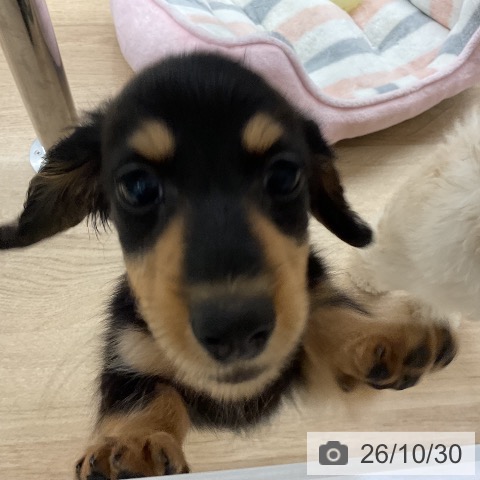 ミニチュア・ダックスフンドの写真