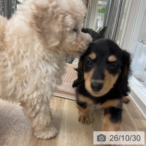 ミニチュア・ダックスフンドの写真