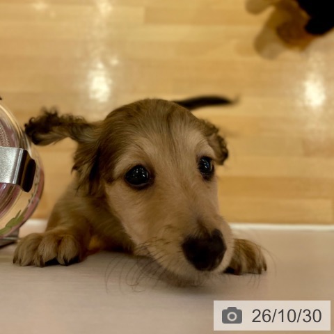 愛知県のミニチュアダックスフンド(ロング) (ペットプラス 名古屋茶屋店/2026年8月25日生まれ/男の子/シェーデットイエロー)の子犬の3枚目の画像