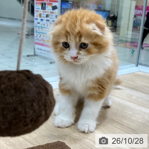 スコティッシュフォールドの写真