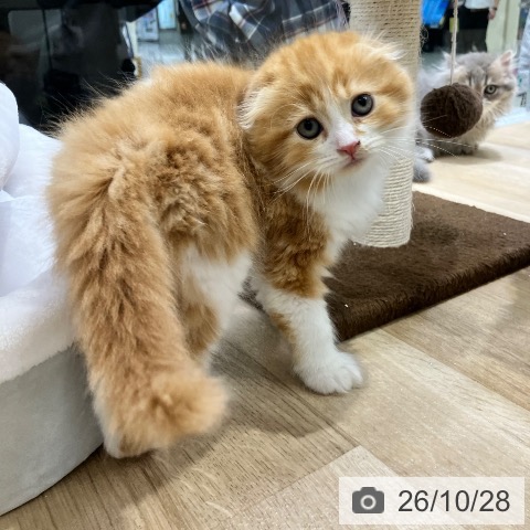 スコティッシュフォールドの写真