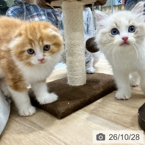 スコティッシュフォールドの写真