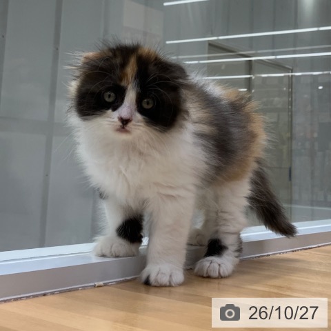 スコティッシュフォールドの写真