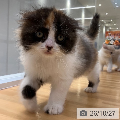 スコティッシュフォールドの写真
