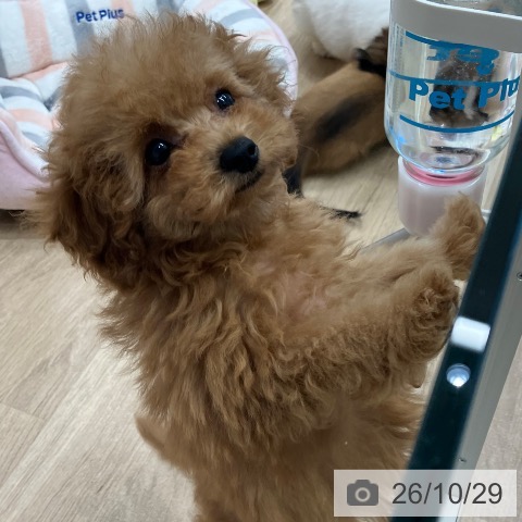 愛知県のトイプードル(トイ) (ペットプラス 熱田店/2026年8月25日生まれ/女の子/レッド)の子犬の4枚目の画像