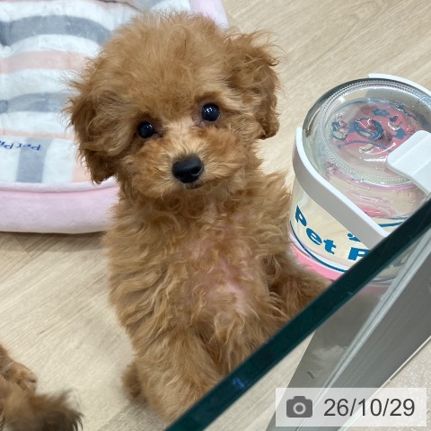 愛知県のトイプードル(トイ) (ペットプラス 熱田店/2026年8月25日生まれ/女の子/レッド)の子犬の3枚目の画像