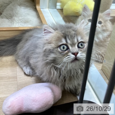 ミヌエットの写真