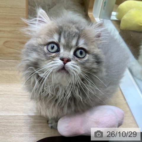 ミヌエットの写真