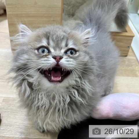 ミヌエットの写真