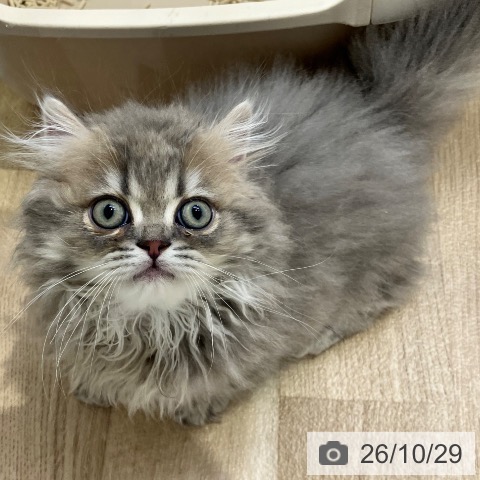 ミヌエットの写真
