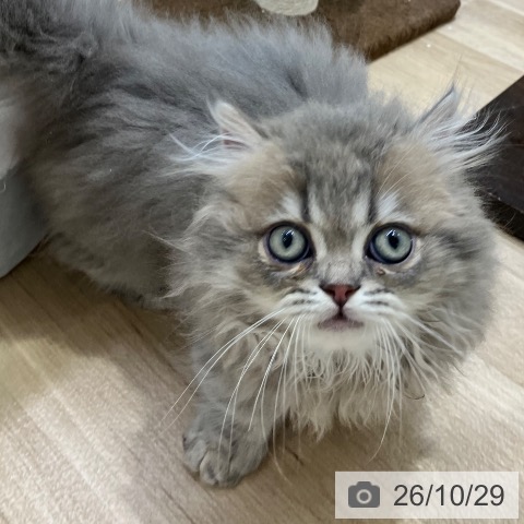 ミヌエットの写真