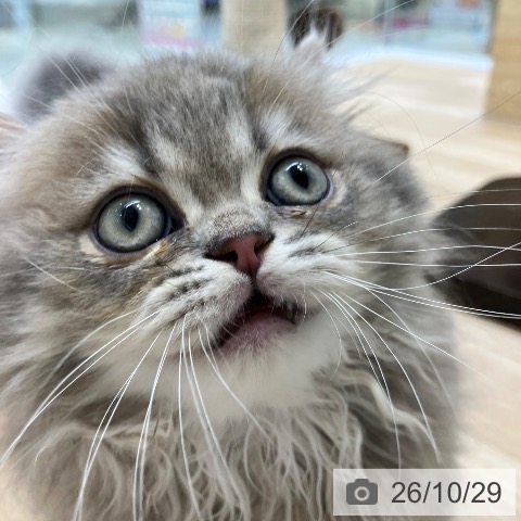 ミヌエットの写真
