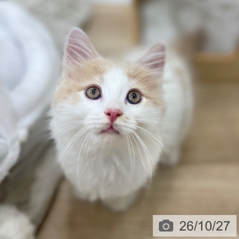 サイベリアンの写真