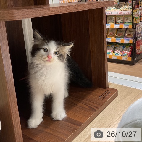 サイベリアンの写真