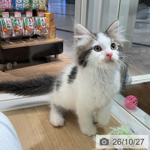 サイベリアンの写真