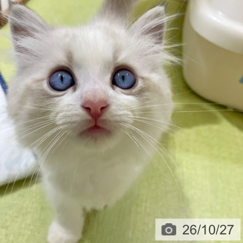 ラグドールの写真