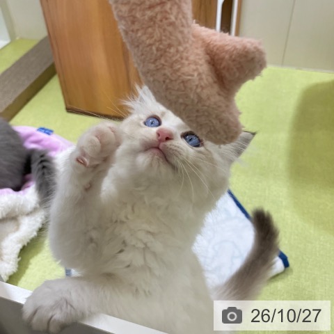 ラグドールの写真