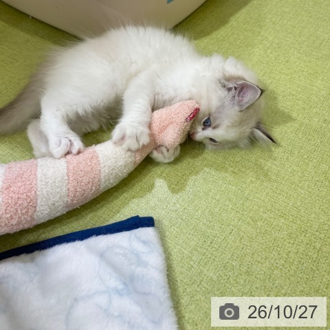 ラグドールの写真
