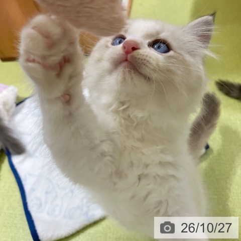 ラグドールの写真