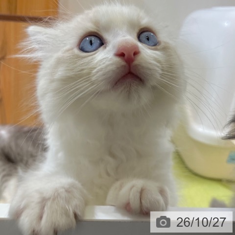 ラグドールの写真