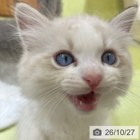 ラグドールの写真