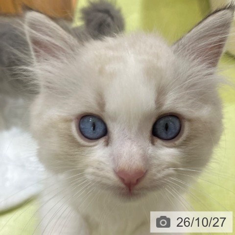 ラグドールの写真