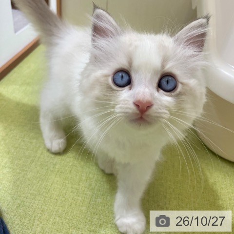 ラグドールの写真